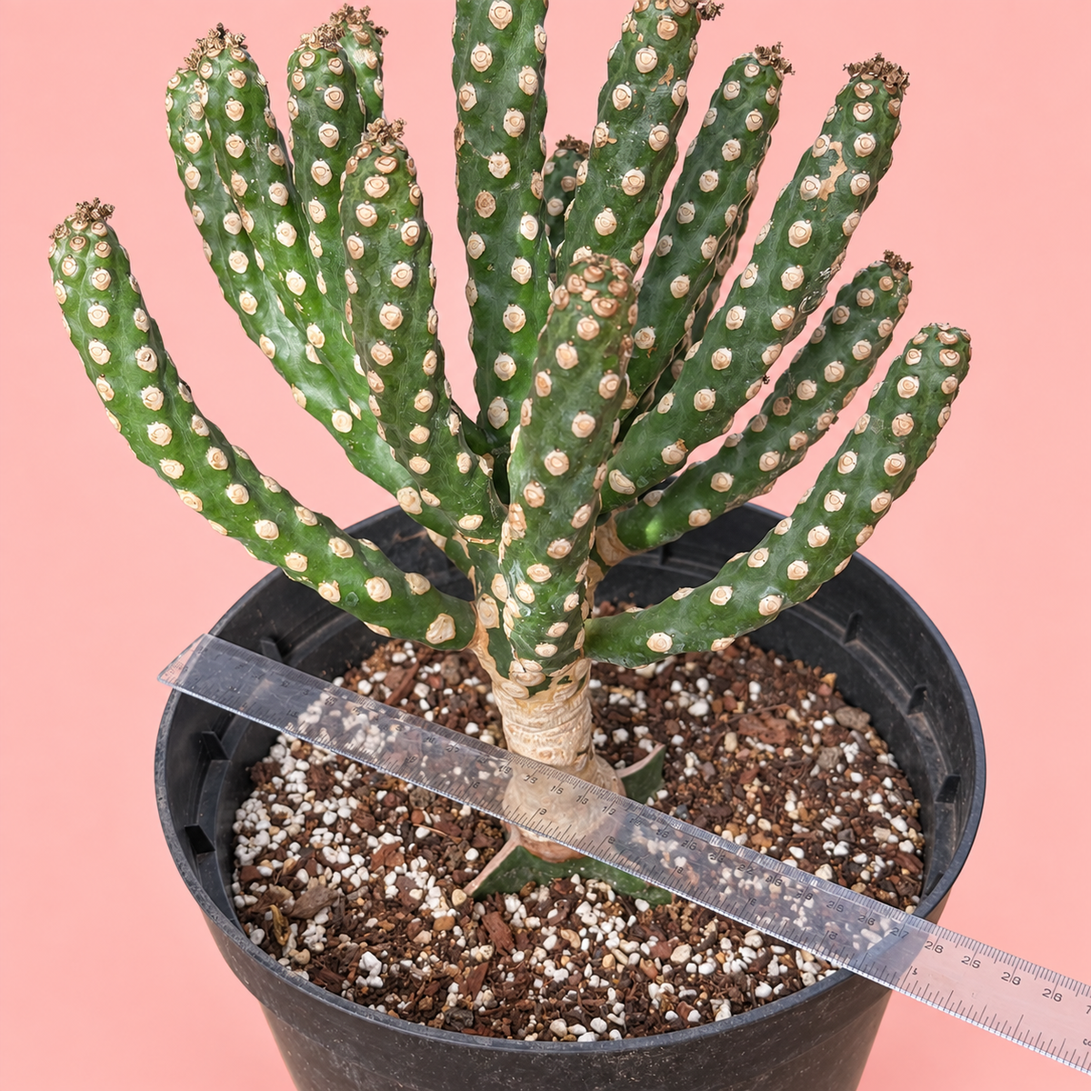 Giant Spineless Eve's Needle Cactus, Austrocylindropuntia Monstrosa | Rare Collector Plant Gift, Christmas Gift
