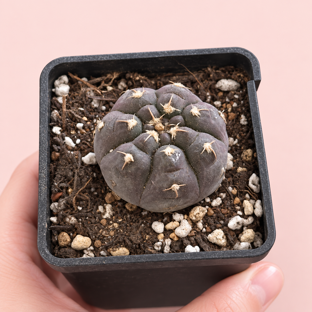 Gymnocalycium prochazkianum Purple Cactus 3.5–4cm in 7cm Pot | Indoor Plant Gift, Housewarming Gift, Christmas Gift