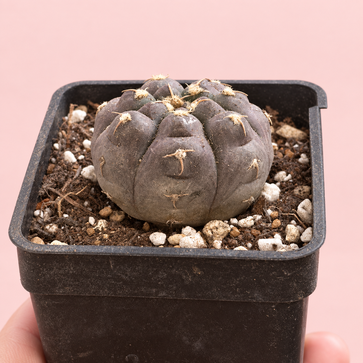 Gymnocalycium prochazkianum Purple Cactus 3.5–4cm in 7cm Pot | Indoor Plant Gift, Housewarming Gift, Christmas Gift