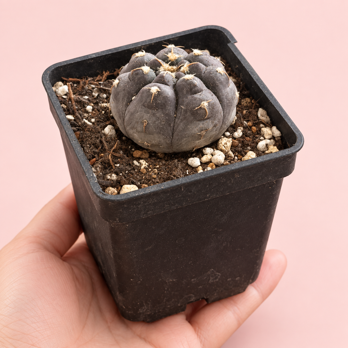 Gymnocalycium prochazkianum Purple Cactus 3.5–4cm in 7cm Pot | Indoor Plant Gift, Housewarming Gift, Christmas Gift