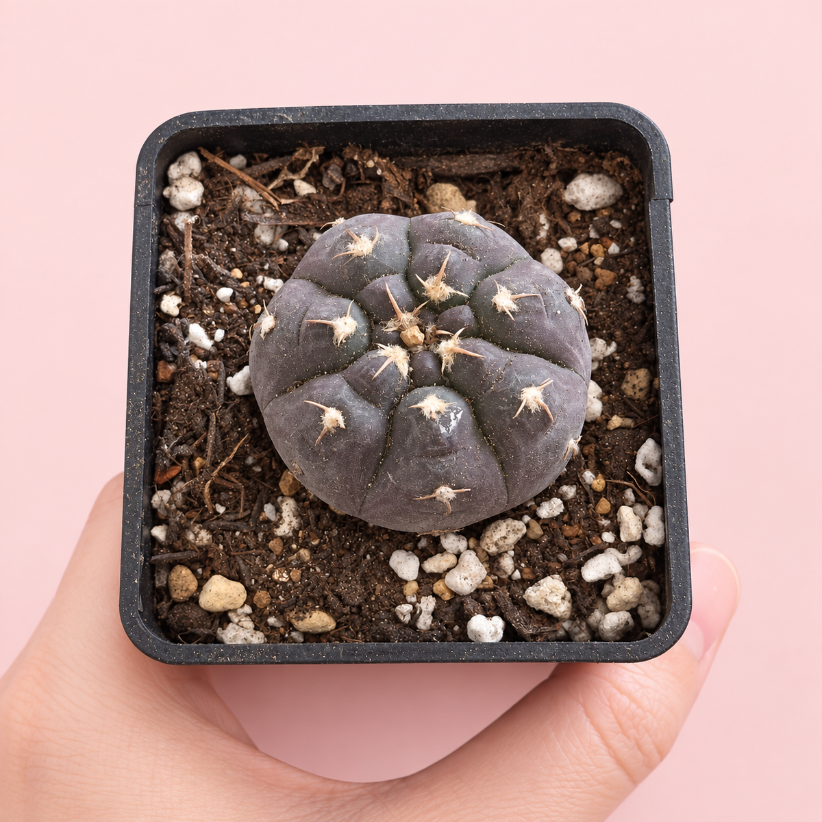 Gymnocalycium prochazkianum Purple Cactus 3.5–4cm in 7cm Pot | Indoor Plant Gift, Housewarming Gift, Christmas Gift
