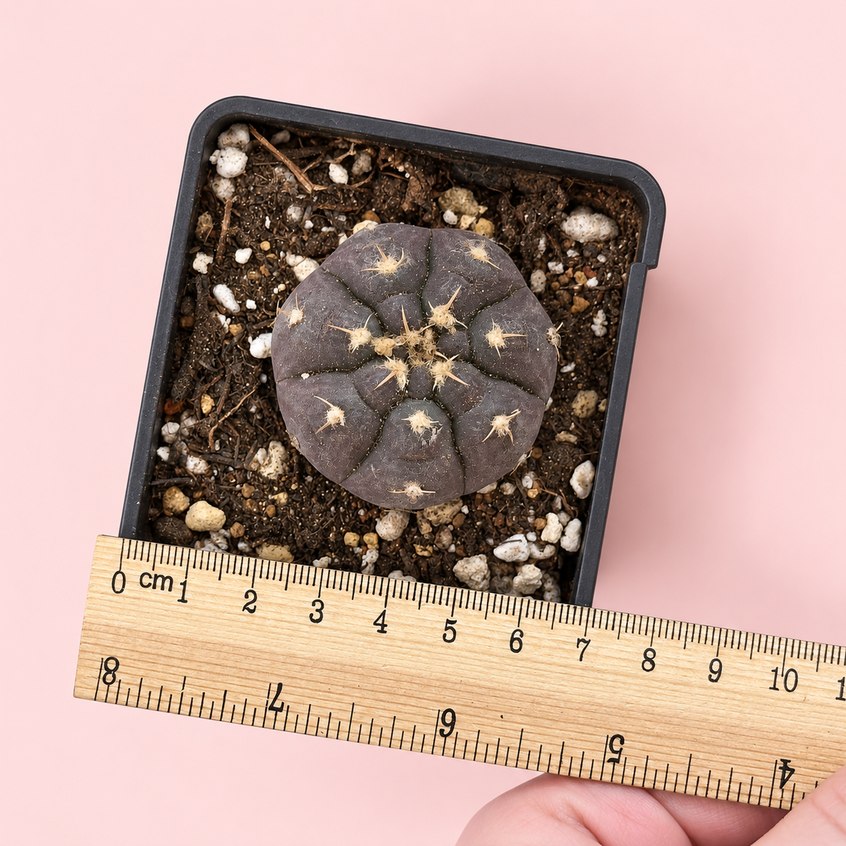 Gymnocalycium prochazkianum Purple Cactus 3.5–4cm in 7cm Pot | Indoor Plant Gift, Housewarming Gift, Christmas Gift
