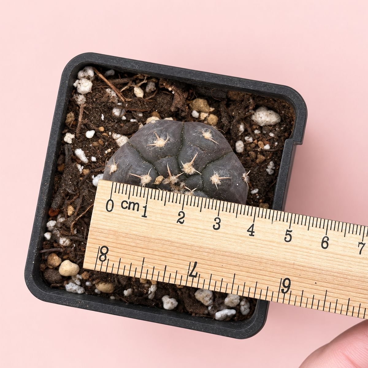 Gymnocalycium prochazkianum Purple Cactus 3.5–4cm in 7cm Pot | Indoor Plant Gift, Housewarming Gift, Christmas Gift
