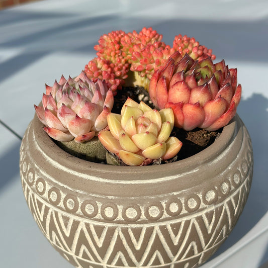 Succulent Cuttings