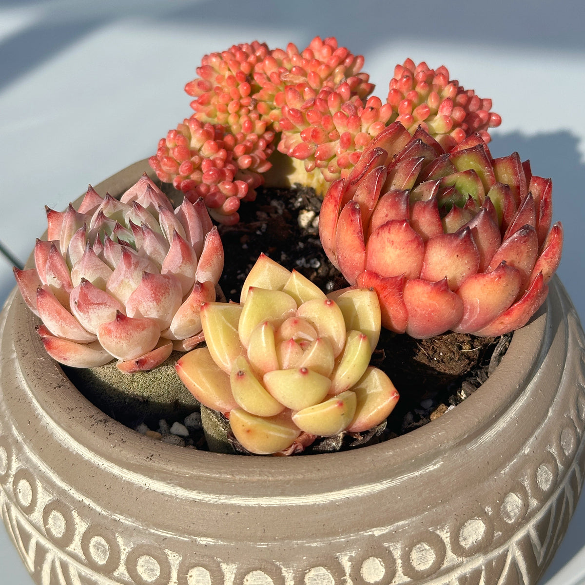 Succulent Cuttings