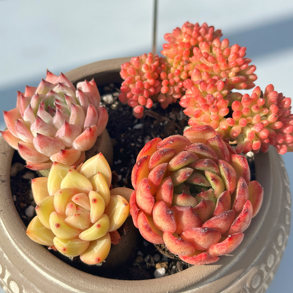 Succulent Cuttings