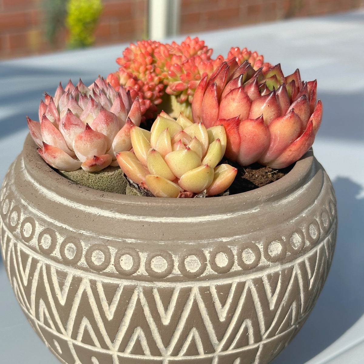 Potted succulents with a decorative patterned pot on a light surface