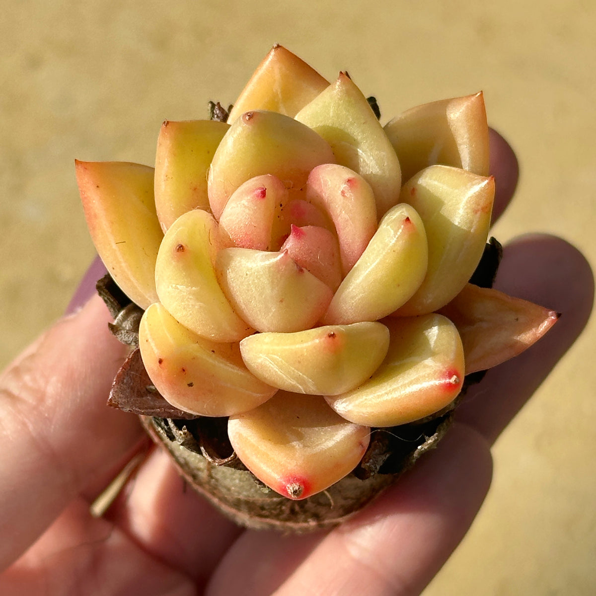 Small succulent plant held in a hand with a blurred background