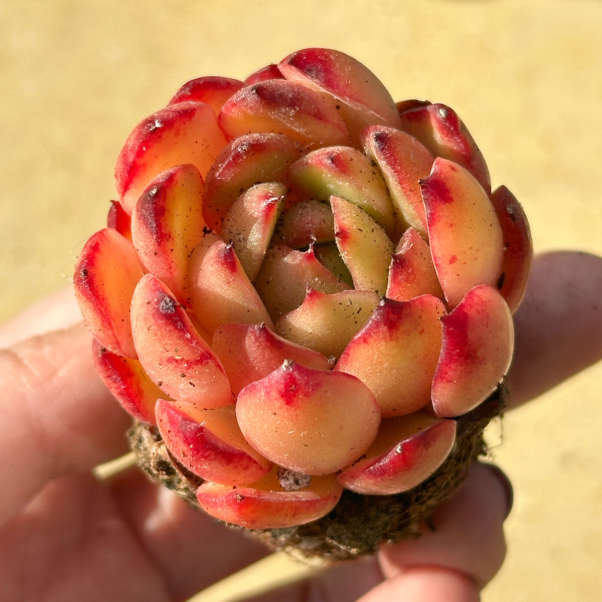Close-up of a red and yellow succulent held in a hand with a blurred background