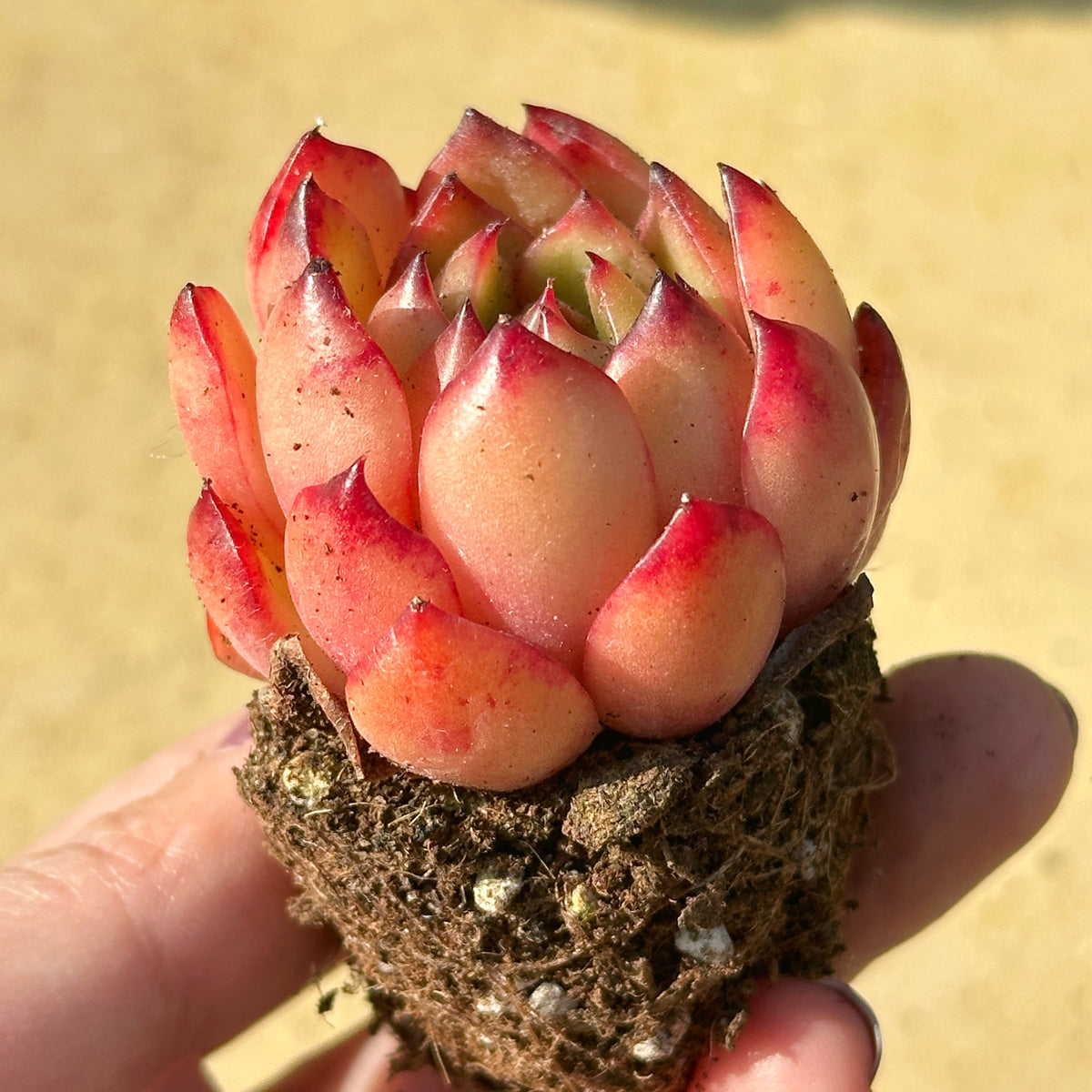 Close-up of a vibrant red and pink succulent held in a hand against a blurred background