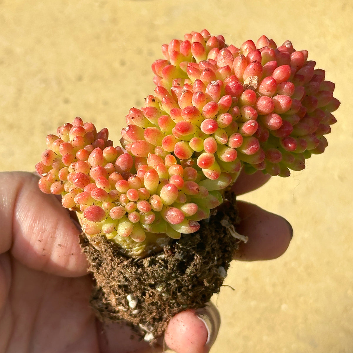 Small succulent plant held in a hand against a beige background