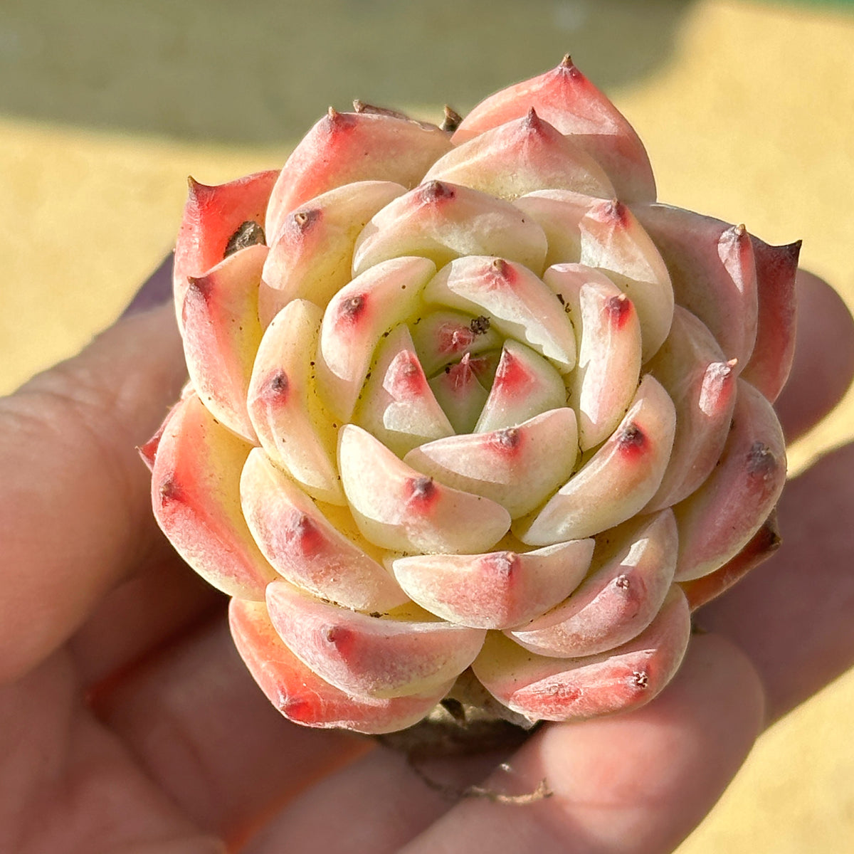 Close-up of a succulent plant held in hand with a blurred background