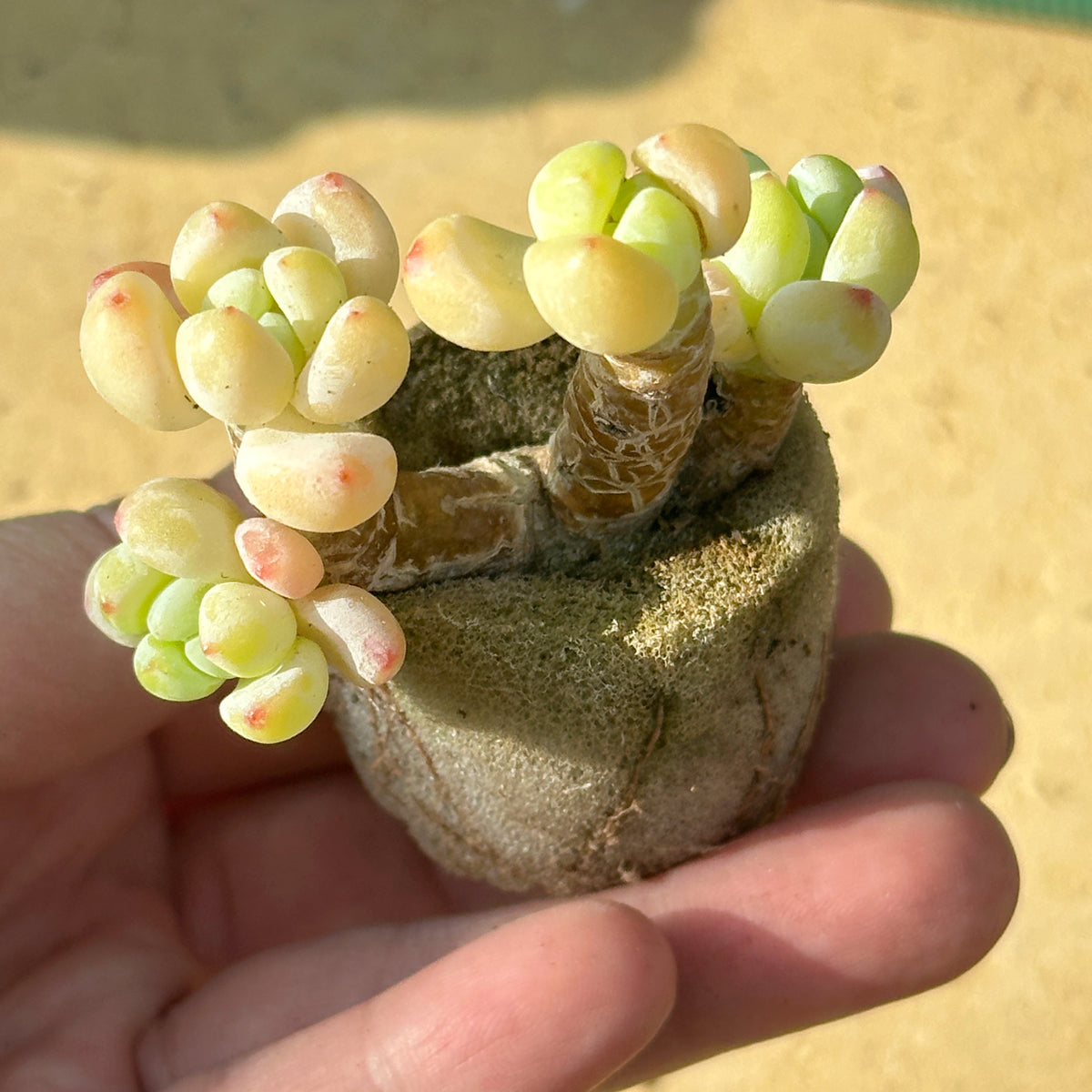 Small succulent plant held in a hand with a blurred background