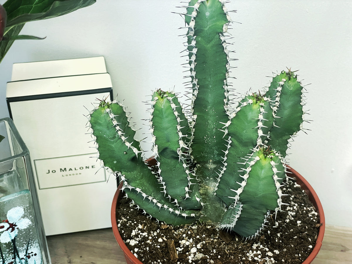 24-29cm Euphorbia Polyacantha in 18cm Pot, Cactus Succulent Houseplants