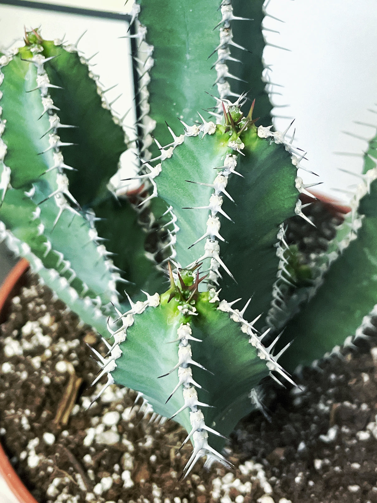 24-29cm Euphorbia Polyacantha in 18cm Pot, Cactus Succulent Houseplants