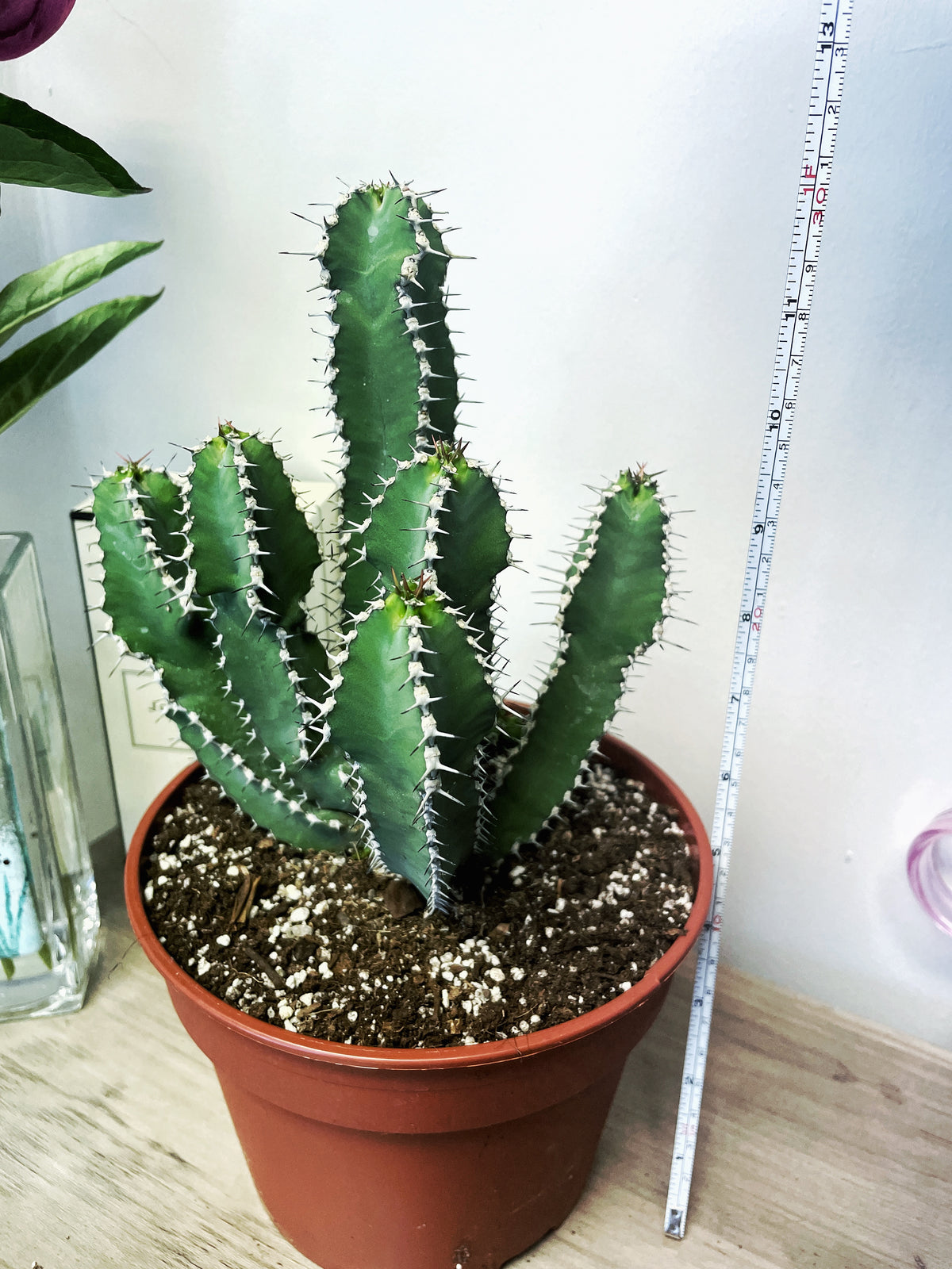 24-29cm Euphorbia Polyacantha in 18cm Pot, Cactus Succulent Houseplants