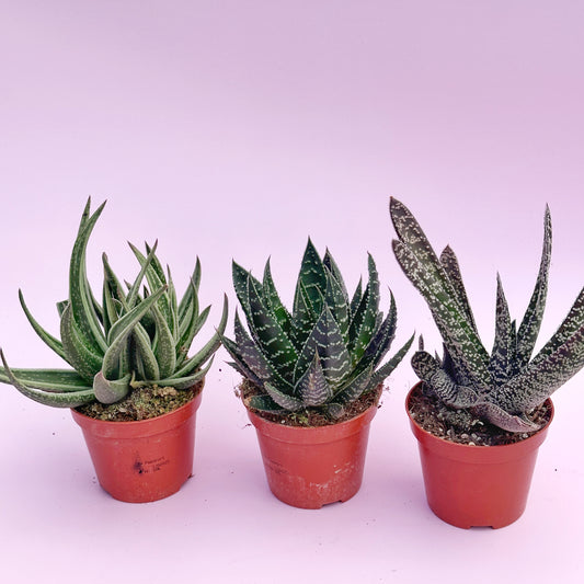 3pcs Aloe & Haworthia Succulent Set | 8cm Pots | Easy Care Indoor Plants | Nursery Pots