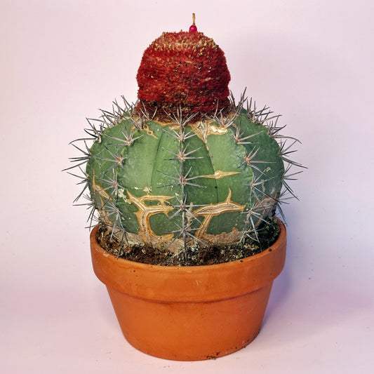 Melocactus concinnus 17cm+ – Mature Cephalium Cactus Indoor Potted Collector Plant
