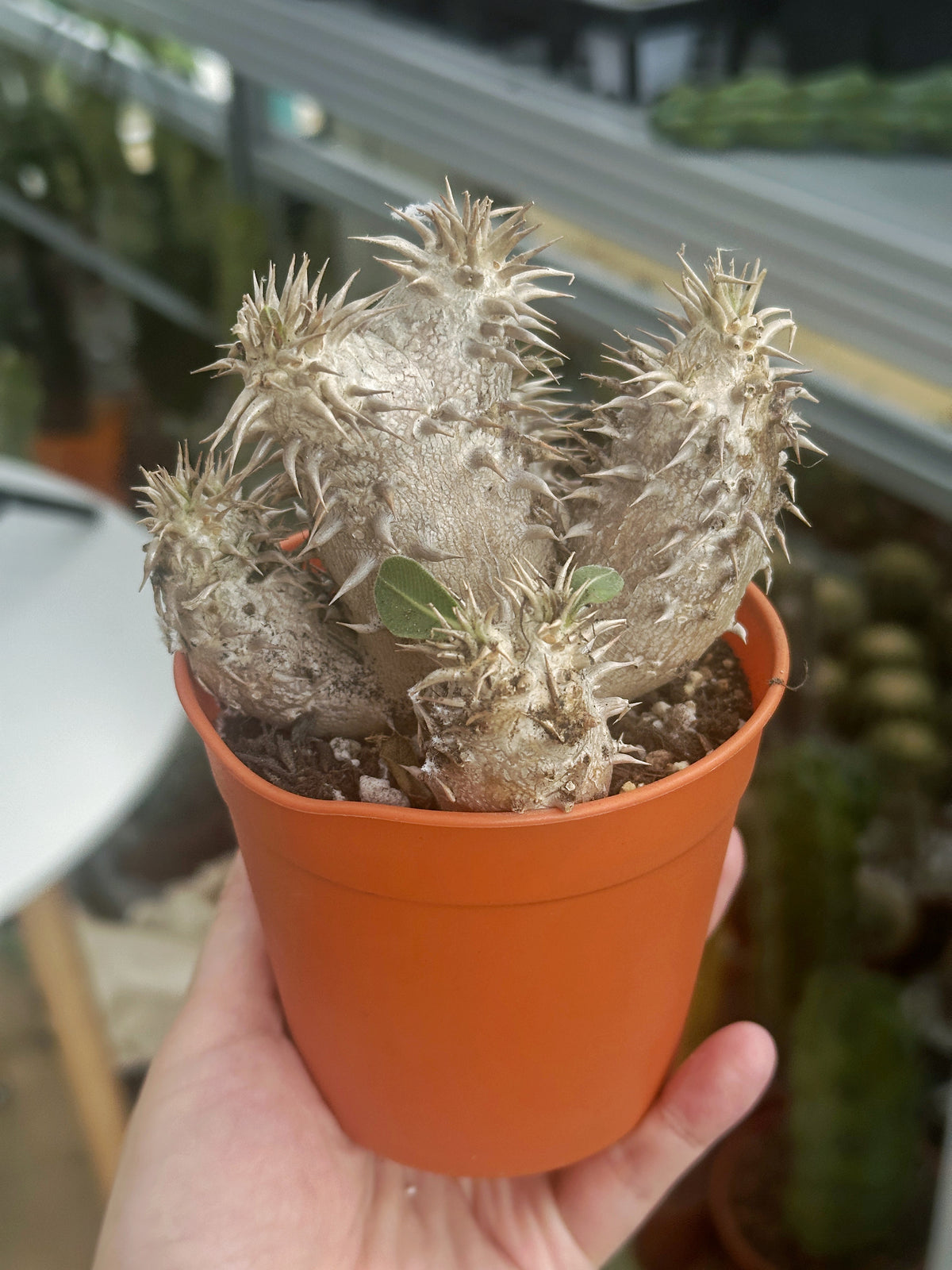 Pachypodium Densiflorum – Bare Root Caudex Succulent Plant
