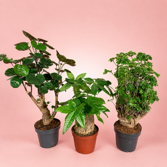 Indoor Tree Collection – Pachira aquatica & Polyscias Live Houseplants in 12cm pot