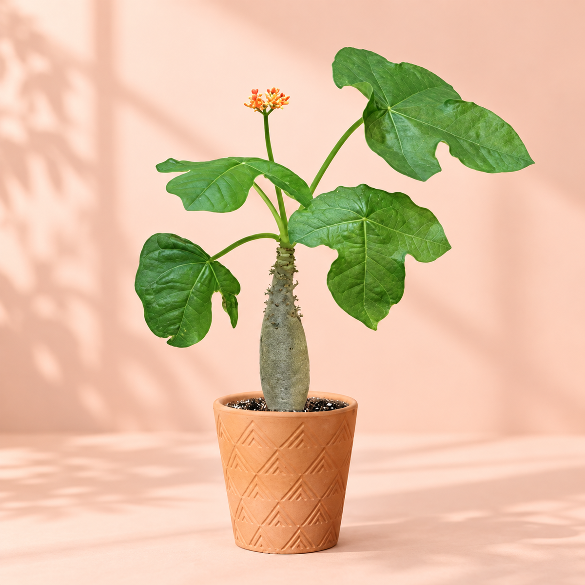 Jatropha podagrica 