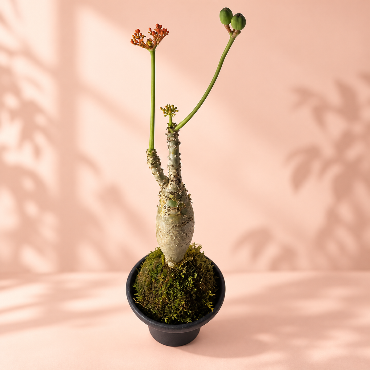 Jatropha podagrica 