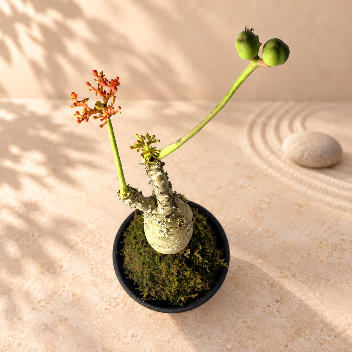 Jatropha podagrica 