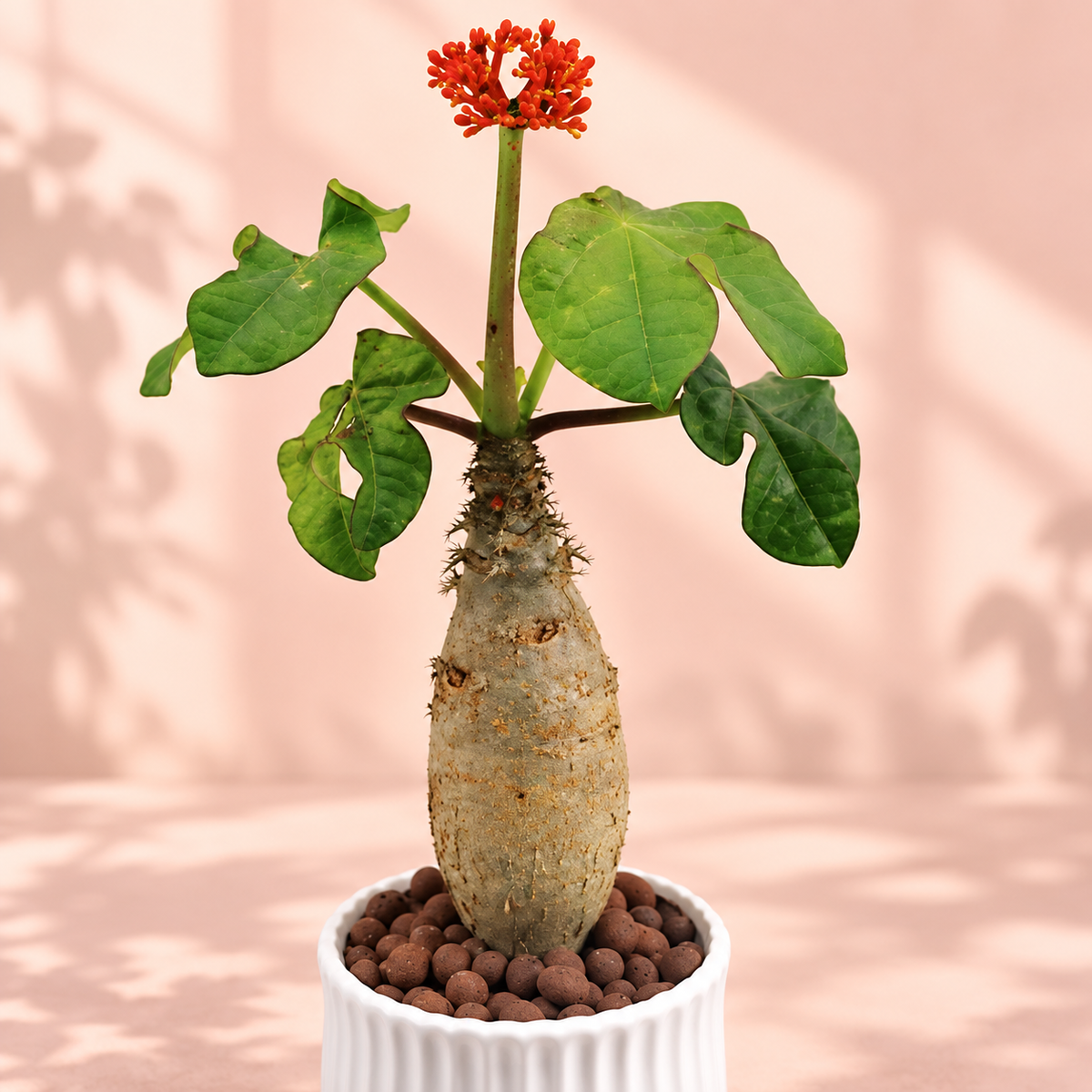 Jatropha podagrica 