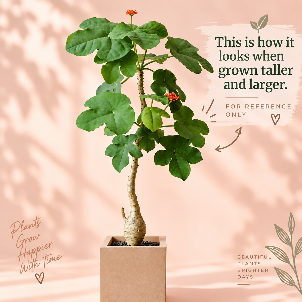 Jatropha podagrica 