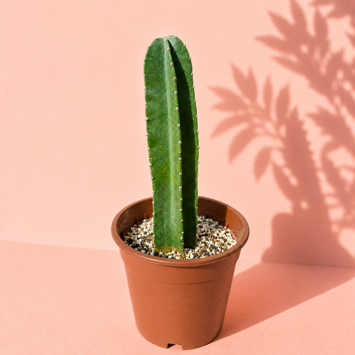 A tall green cactus in a brown plastic pot filled with small white and gray pebbles, set against a warm pink background with a leaf shadow cast on the wall.