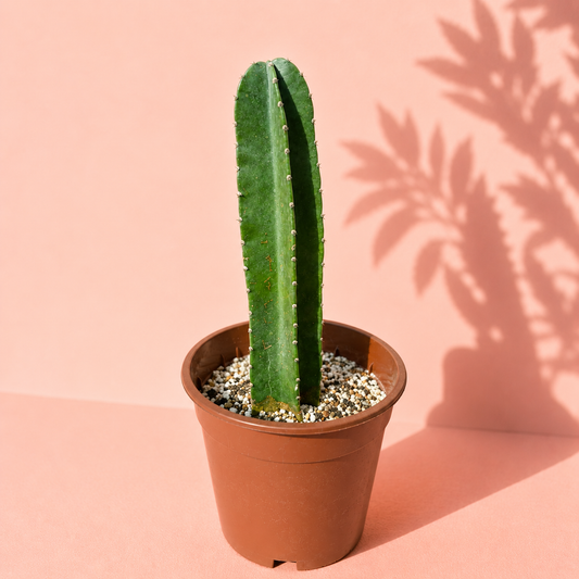 A tall green cactus in a brown plastic pot filled with small white and gray pebbles, set against a warm pink background with a leaf shadow cast on the wall.