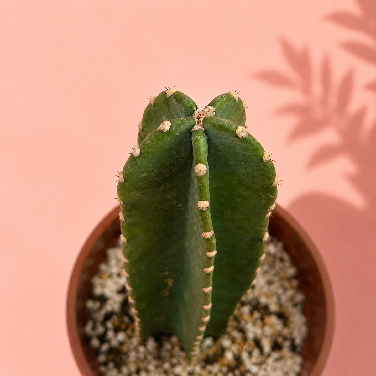 A green columnar cactus in a brown pot with white and gray gravel, set against a solid pink background with a leaf shadow.