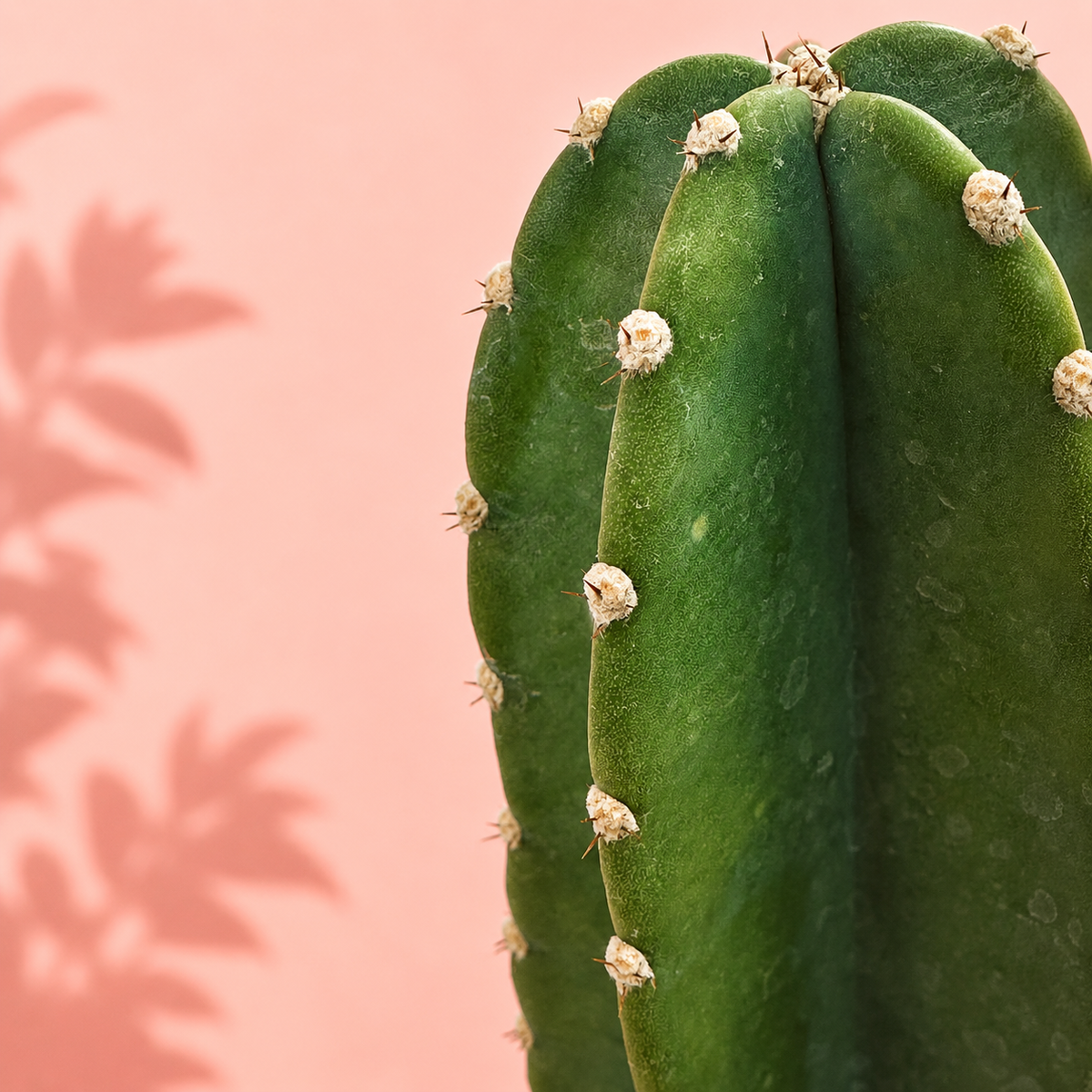 A close-up of a green cactus with small white spines against a soft pink background with a leaf shadow.