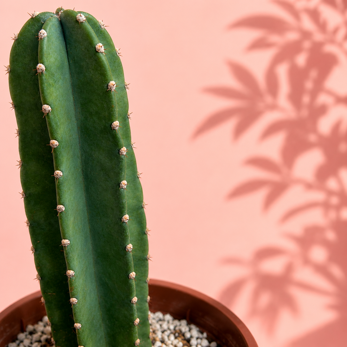 A tall green cactus in a terracotta-colored pot filled with white pebbles, set against a soft pink background with leaf shadows cast across it.