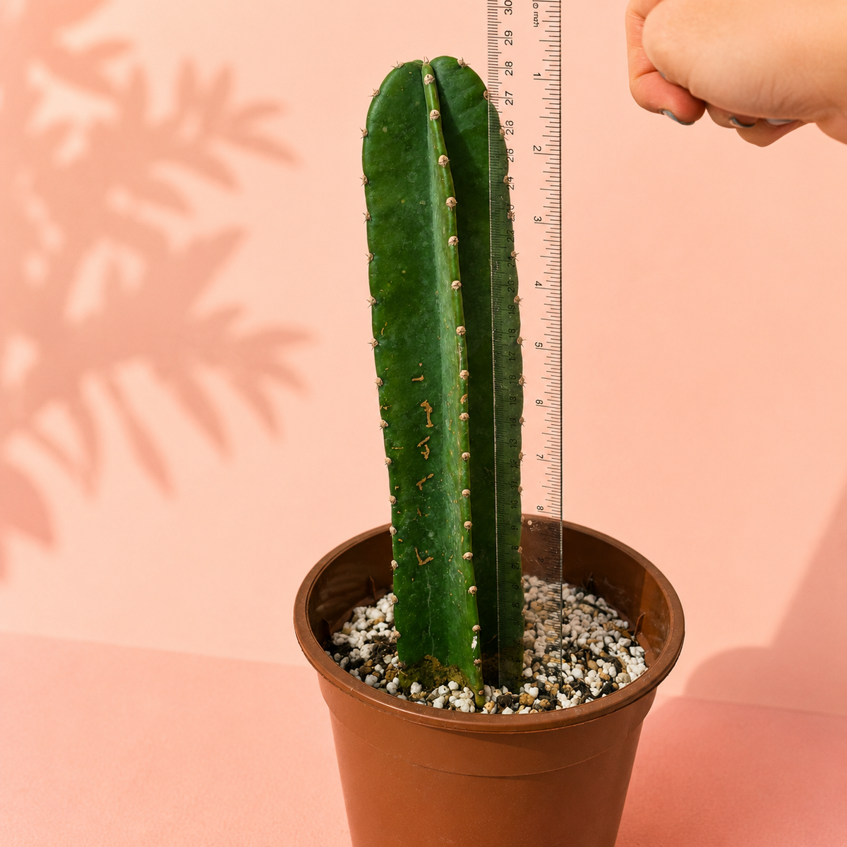 A tall green column cactus in a brown plastic pot, being measured with a clear ruler held by a hand against a soft pink background with leaf shadows.