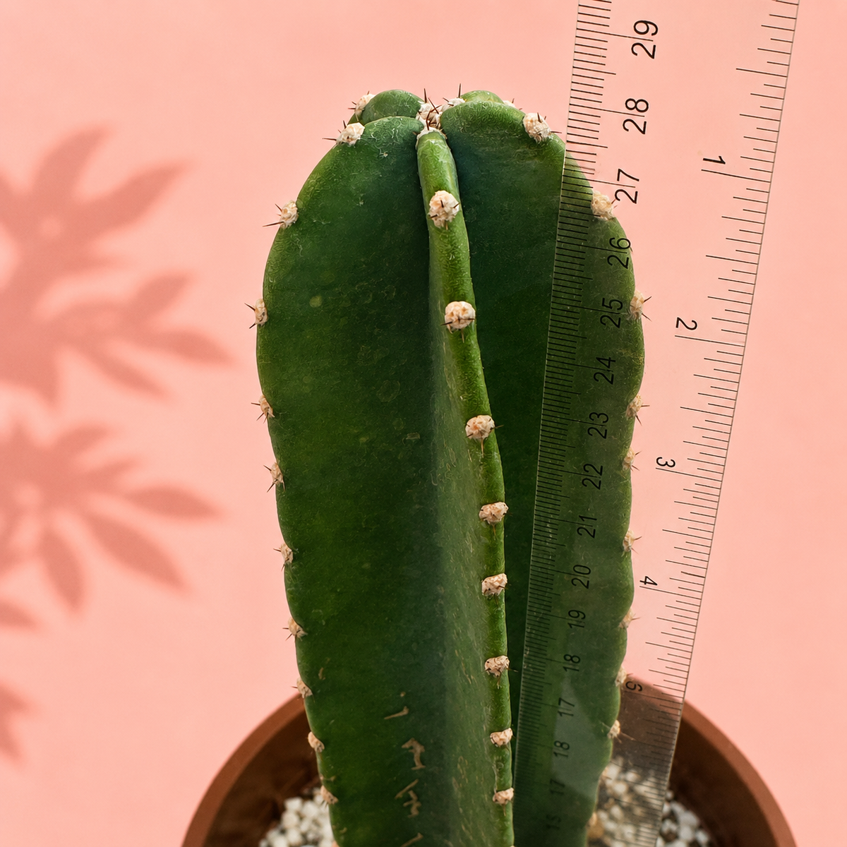 A green cactus with small pale spines growing in a brown pot, shown next to a clear ruler for scale against a pink background with leaf shadows.