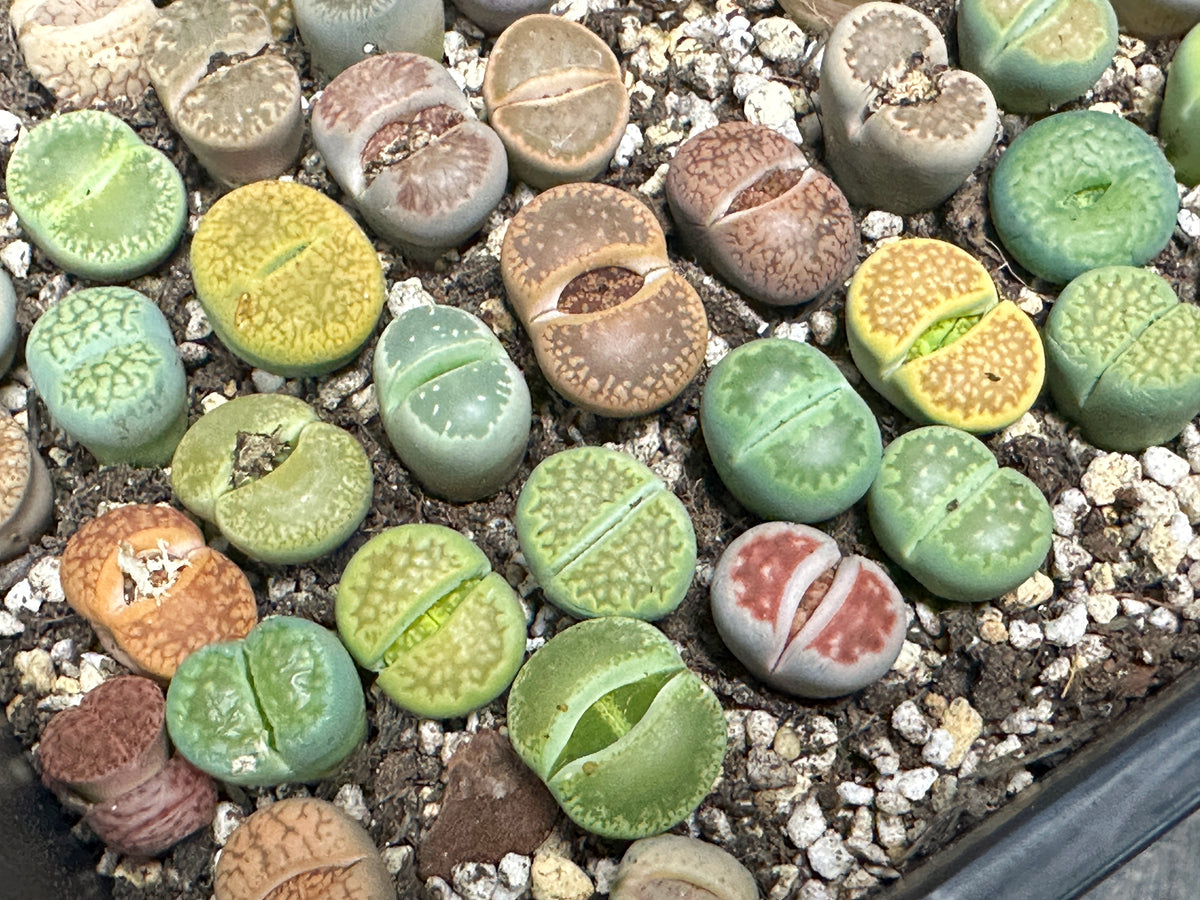 Lithops, Living Stones  - 00