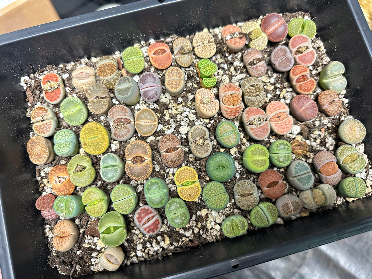 Lithops, Living Stones  - 00