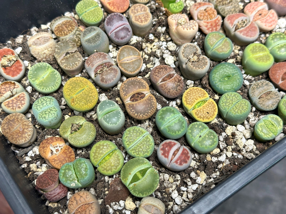 Lithops, Living Stones  - 00