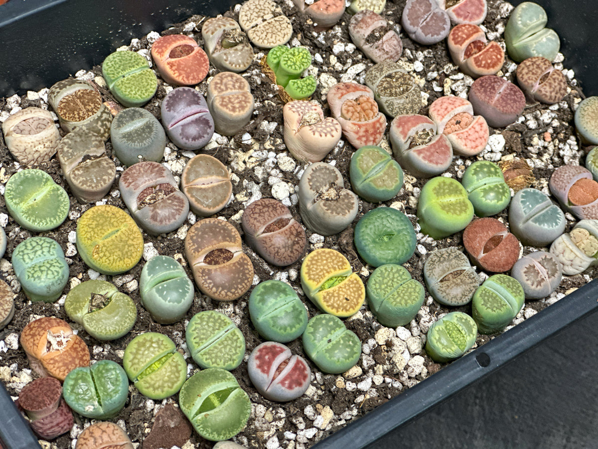 Lithops, Living Stones  - 00