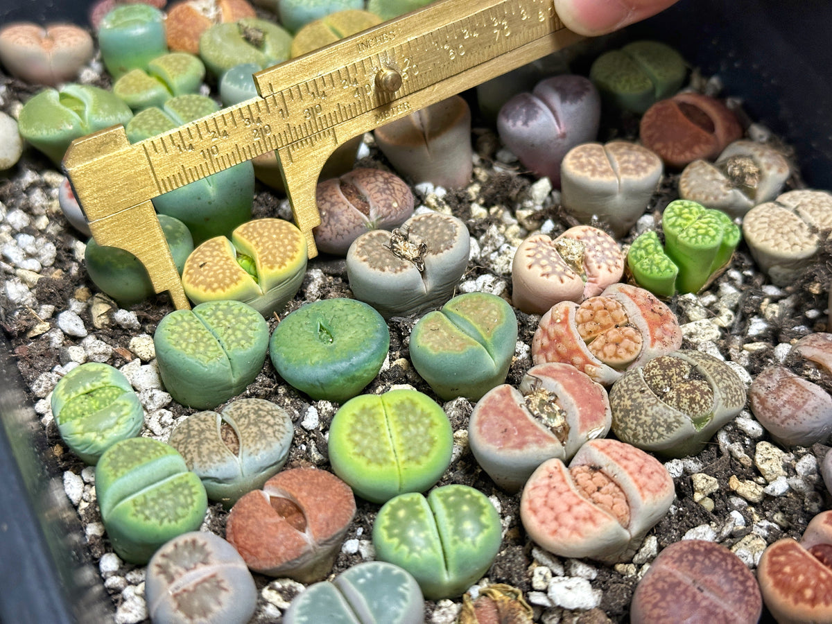 Lithops, Living Stones  - 00