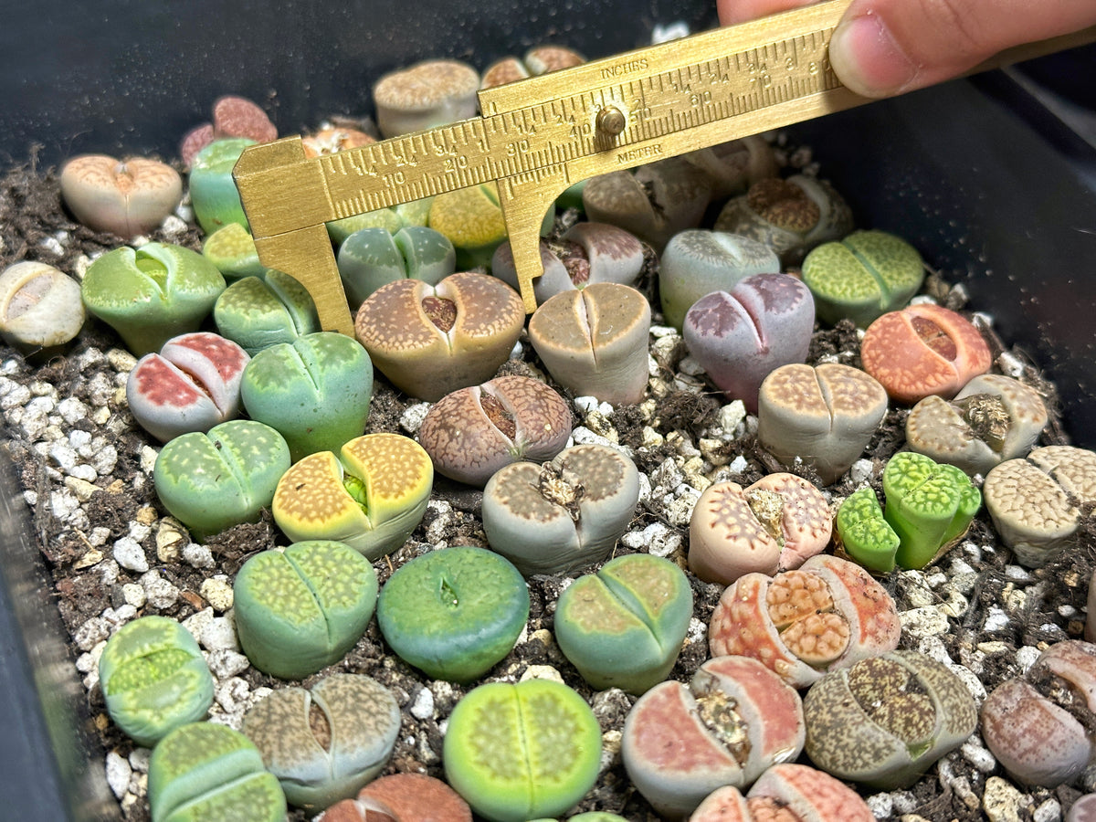 Lithops, Living Stones  - 00