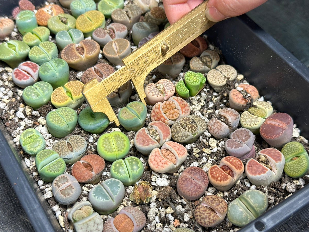 Lithops, Living Stones  - 00