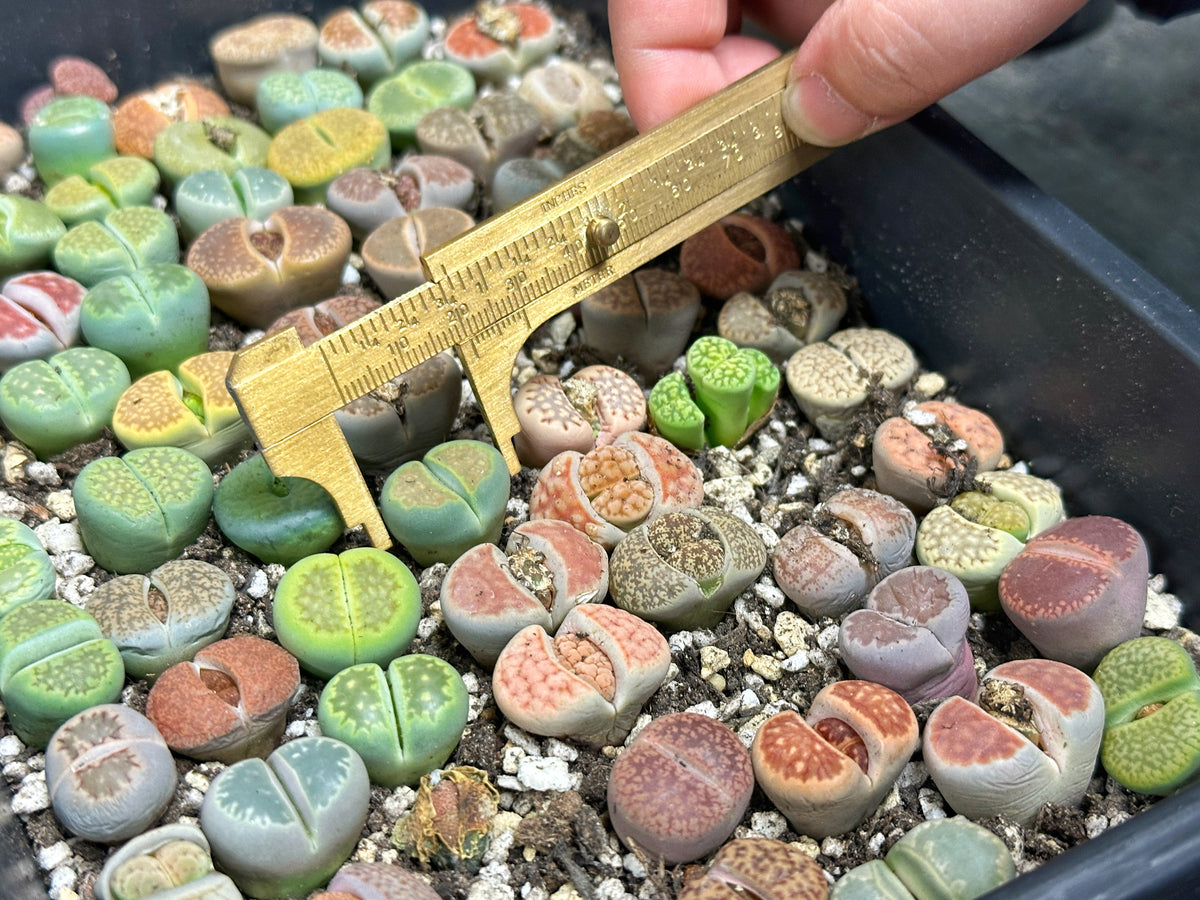 Lithops, Living Stones  - 00