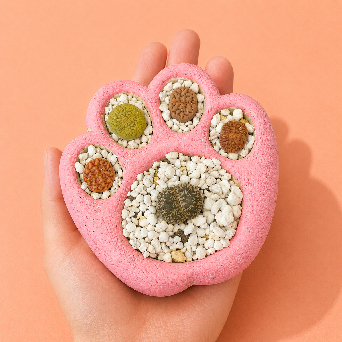 Living Stones Succulents with Paw pot Kit 