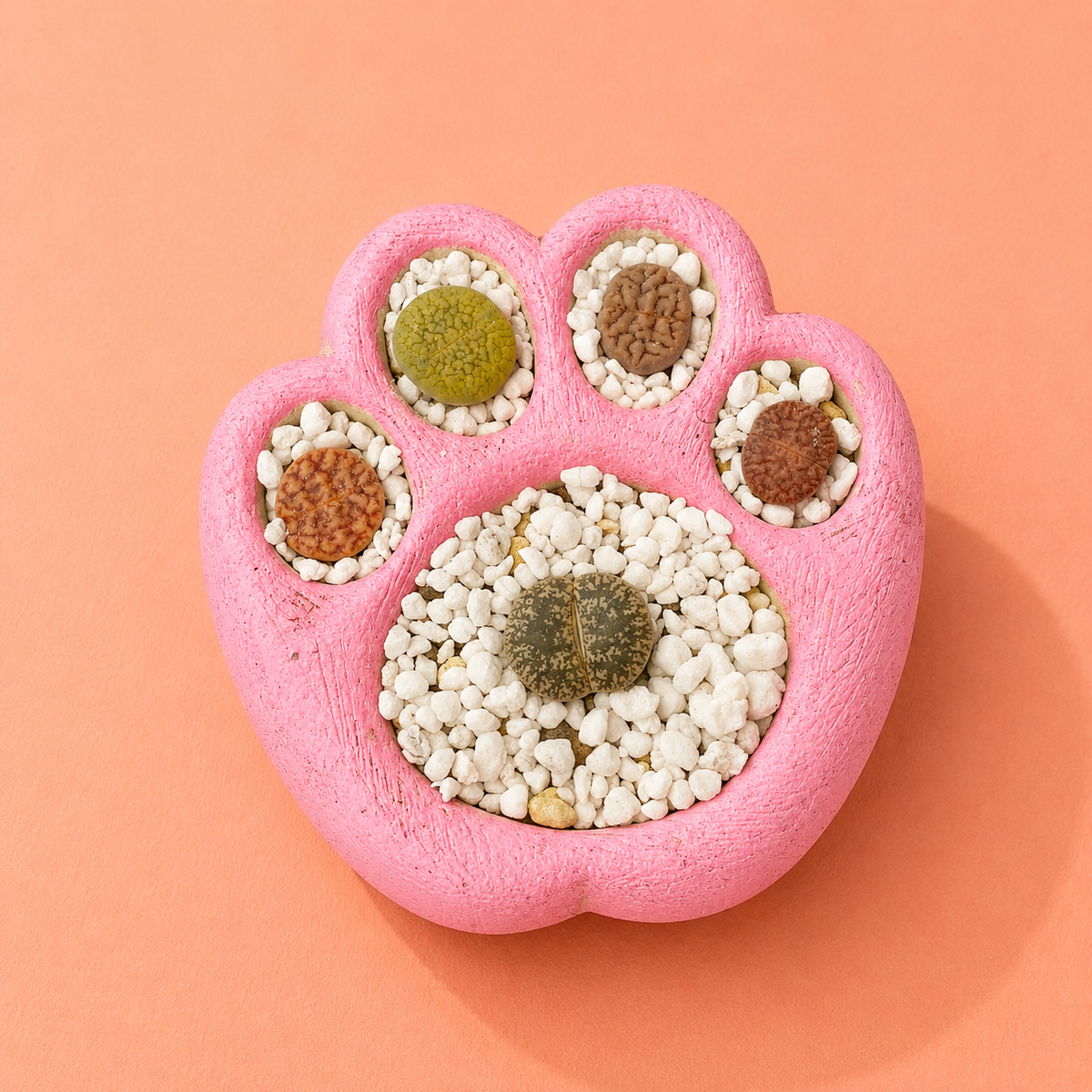 Living Stones Succulents with Paw pot Kit