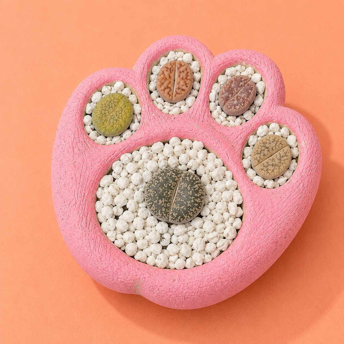 Living Stones Succulents with Paw pot Kit