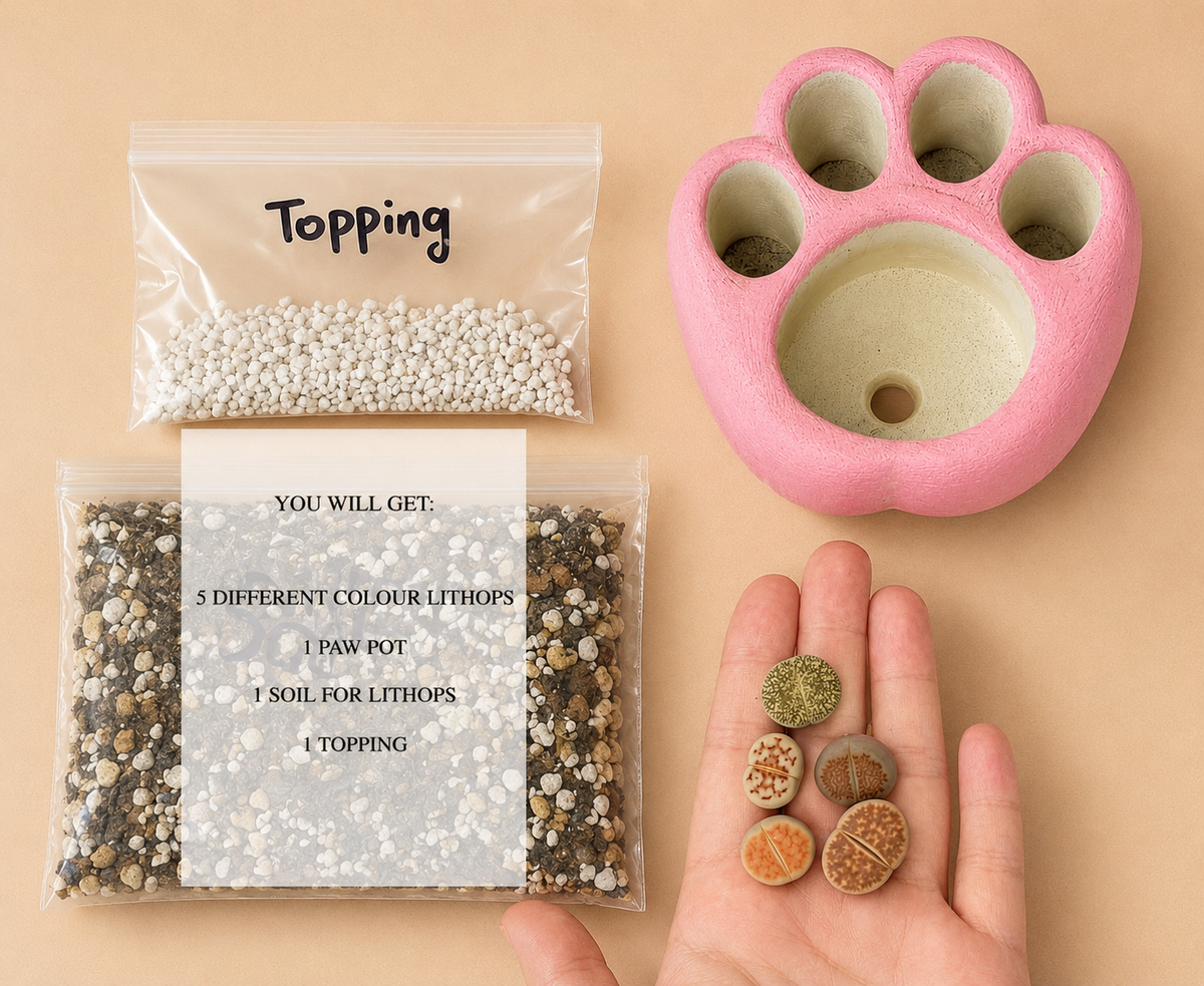 Living Stones Succulents with Paw pot Kit