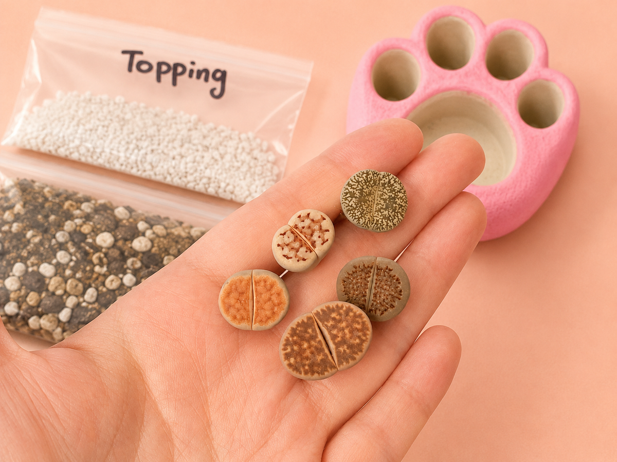 Living Stones Succulents with Paw pot Kit