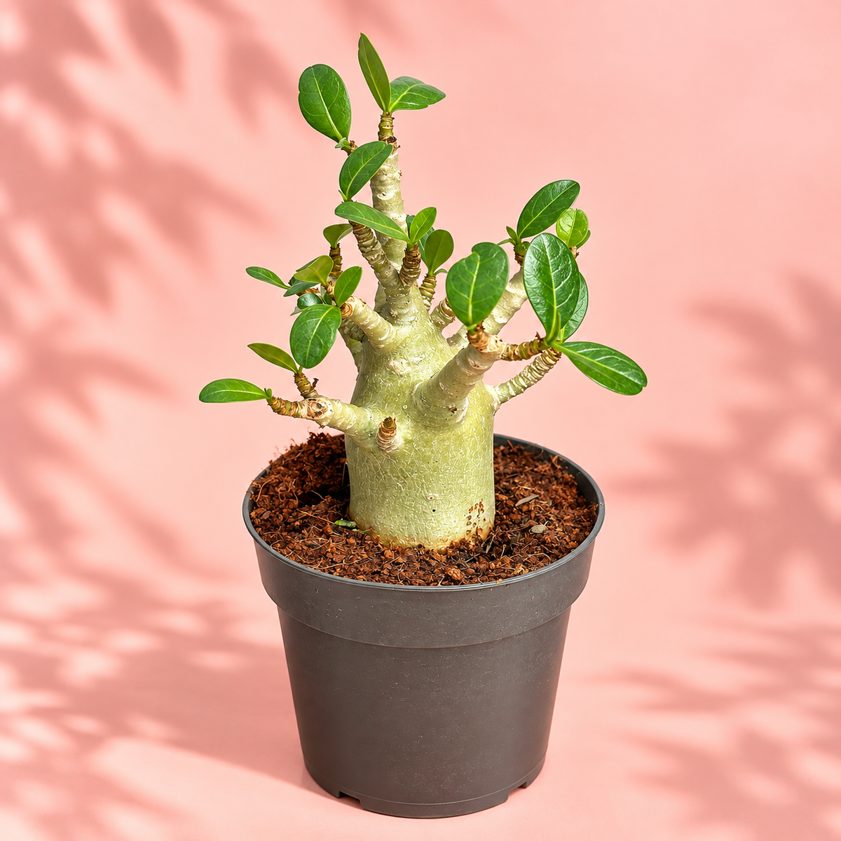 Medium Desert Rose Adenium obesum in 12cm Pot | Mature Caudex Succulent Plant Gift
